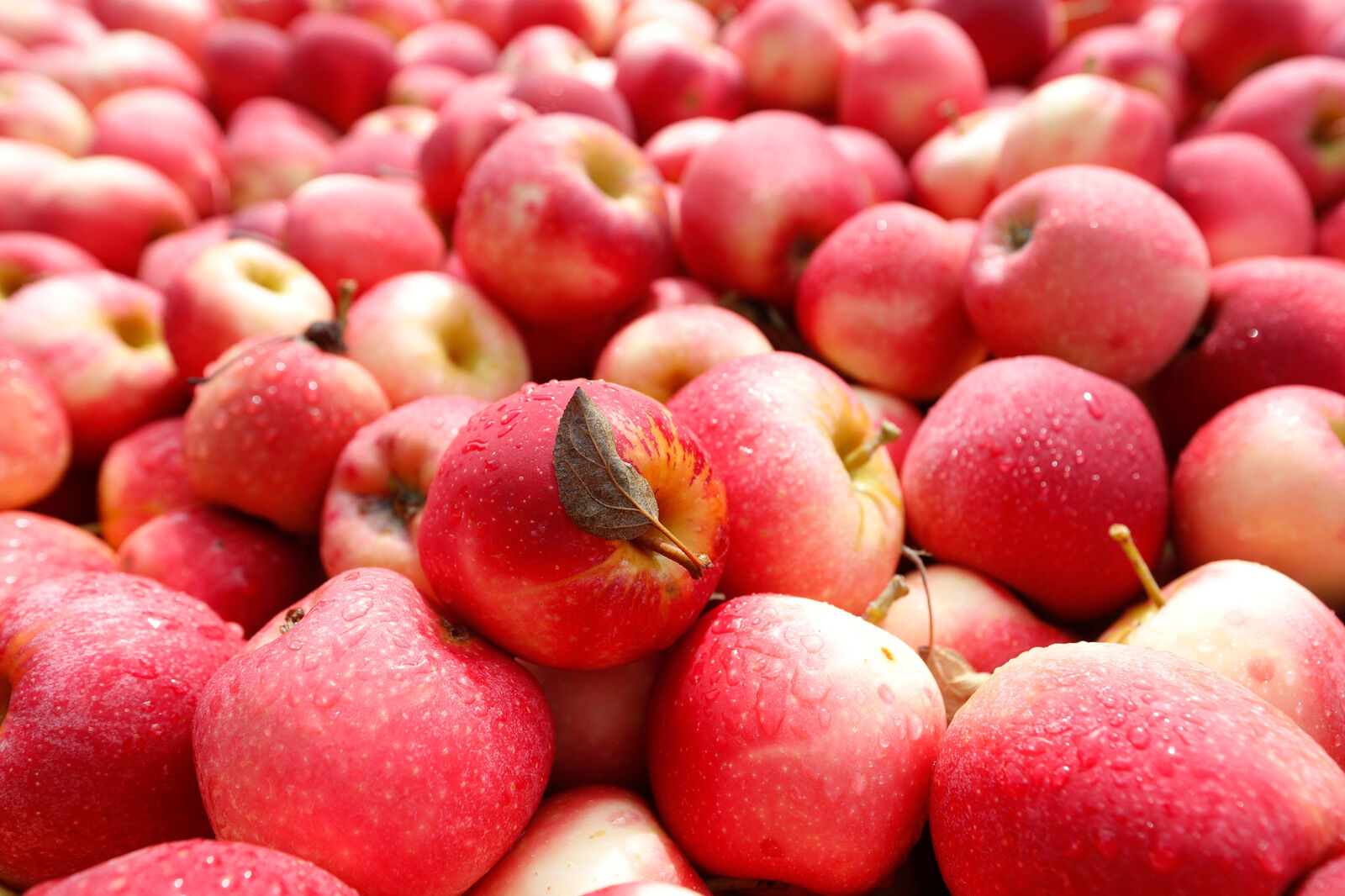 Apples for cider